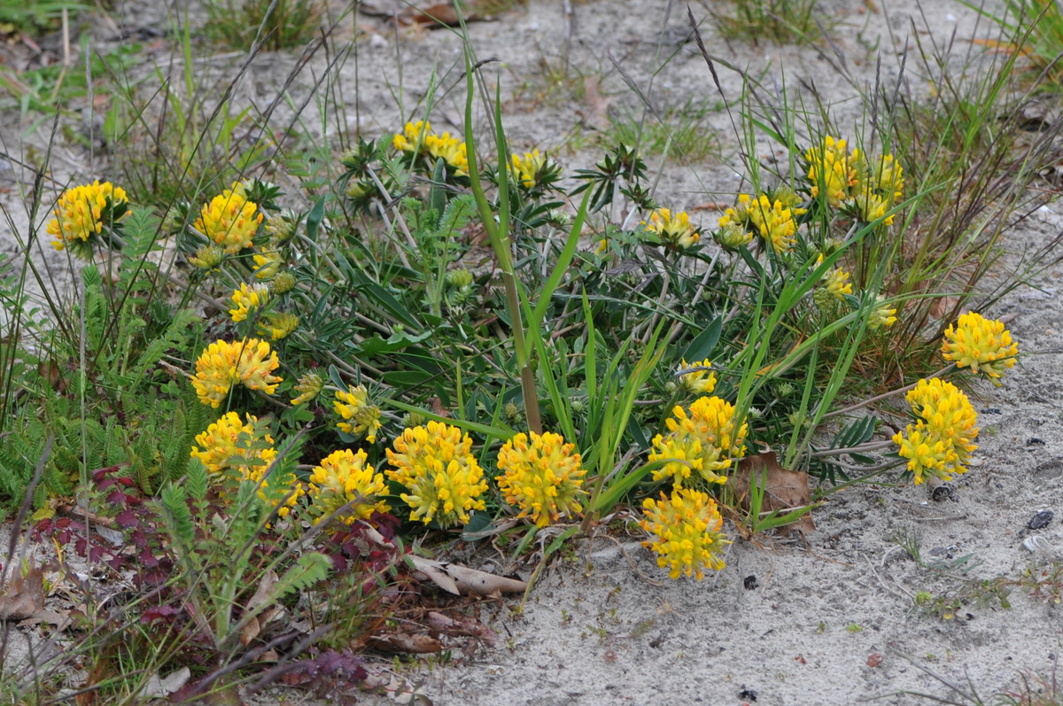 Anthyllis vulneraria (door Hans Toetenel)