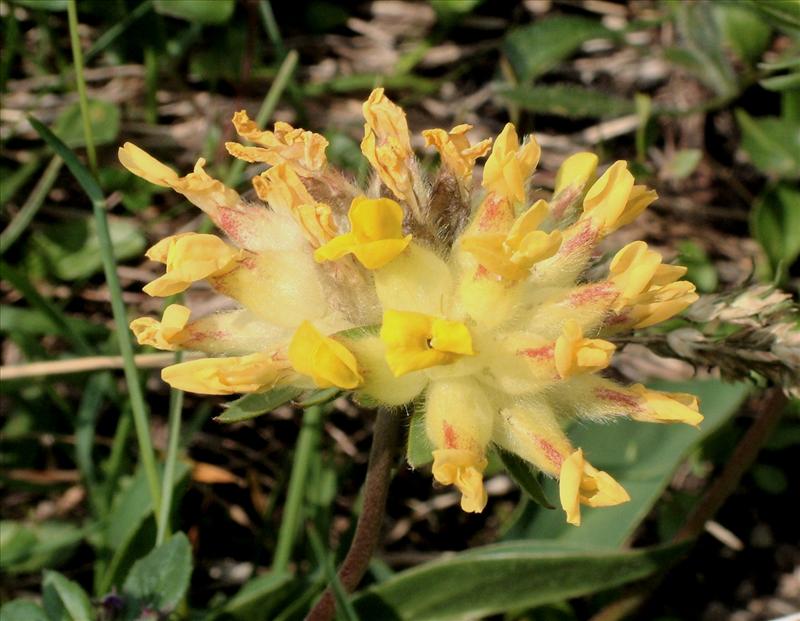 Anthyllis vulneraria (door Adrie van Heerden)