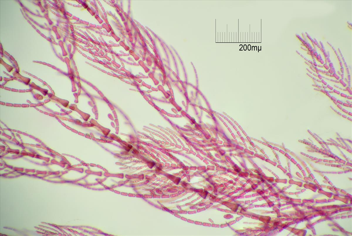 Antithamnionella spirographidis (door Mart Karremans)