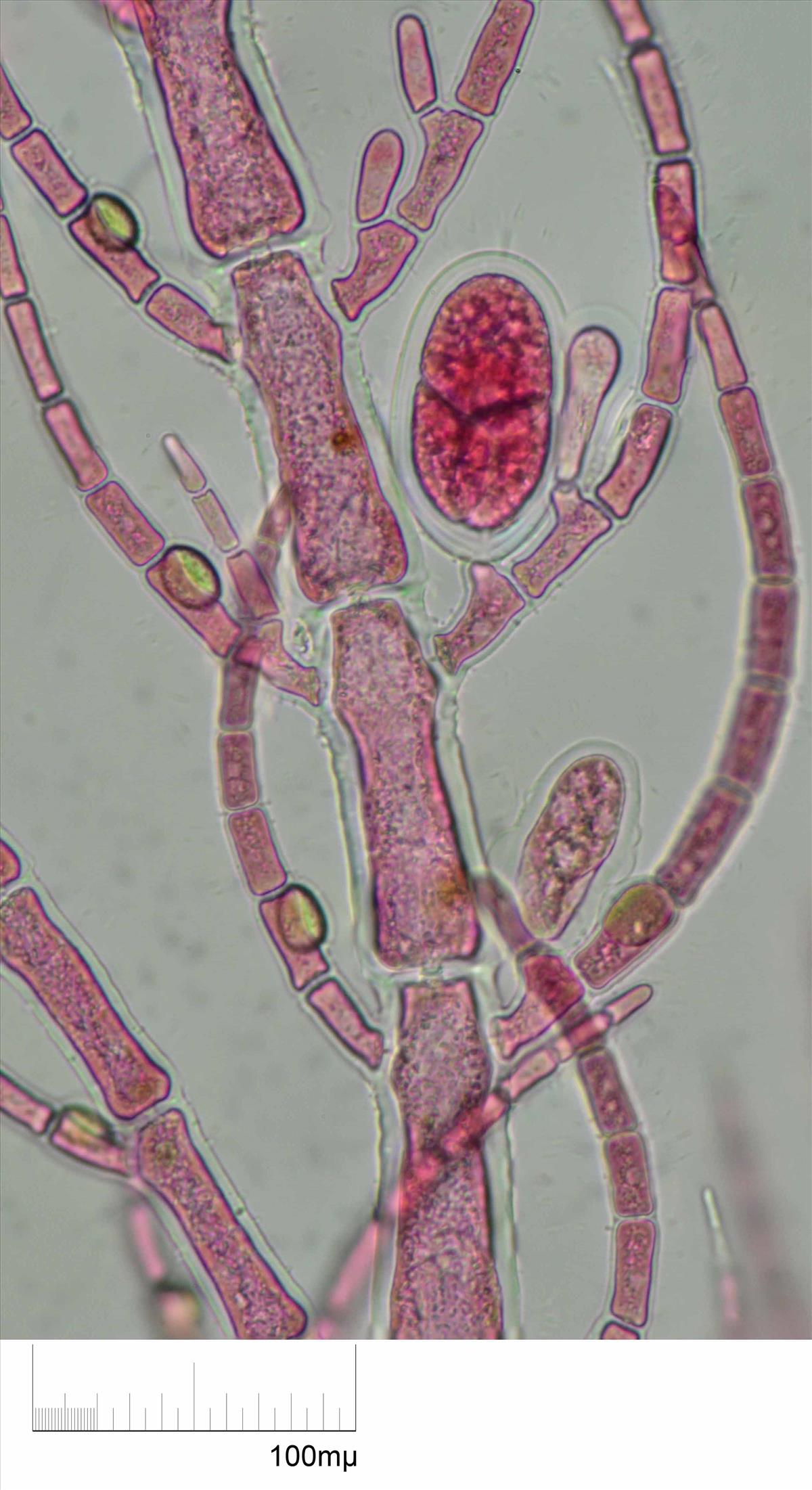 Antithamnionella spirographidis (door Mart Karremans)