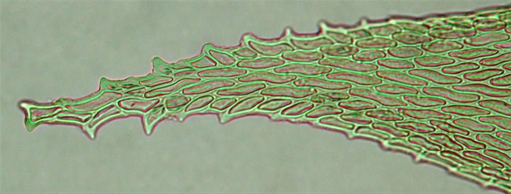 Antitrichia curtipendula (door Cris Hesse)