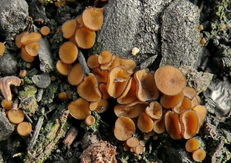 Anthracobia melaloma (door Marjon van der Vegte)