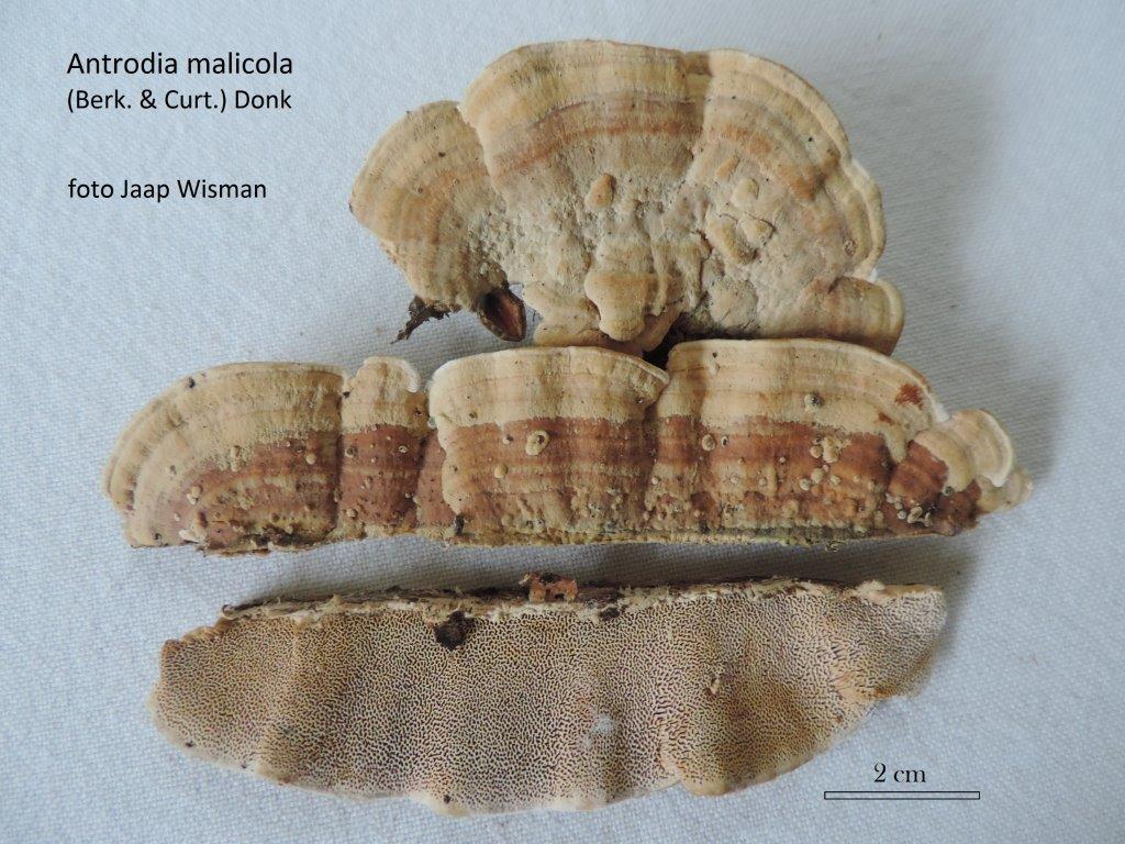 Antrodia malicola (door Jaap Wisman)