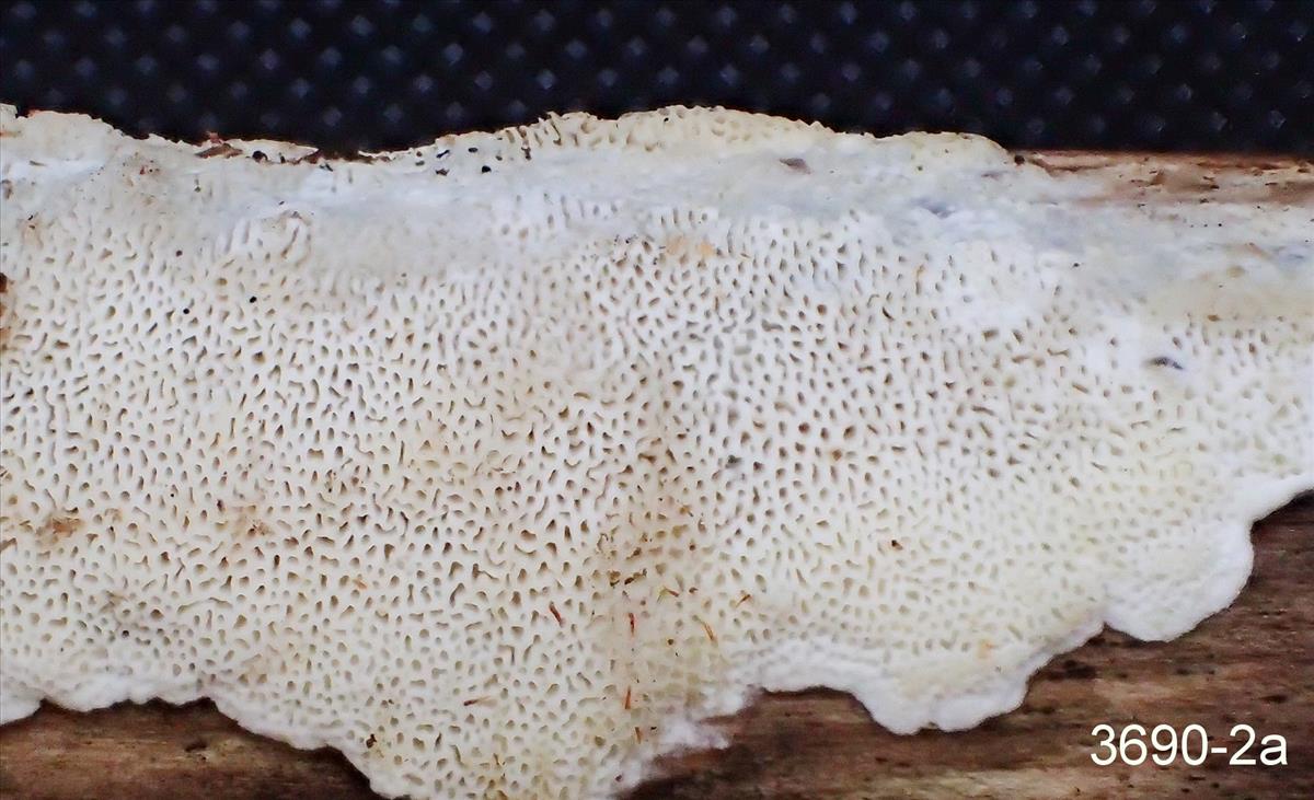 Antrodia renehenticii (door Eduard Osieck)