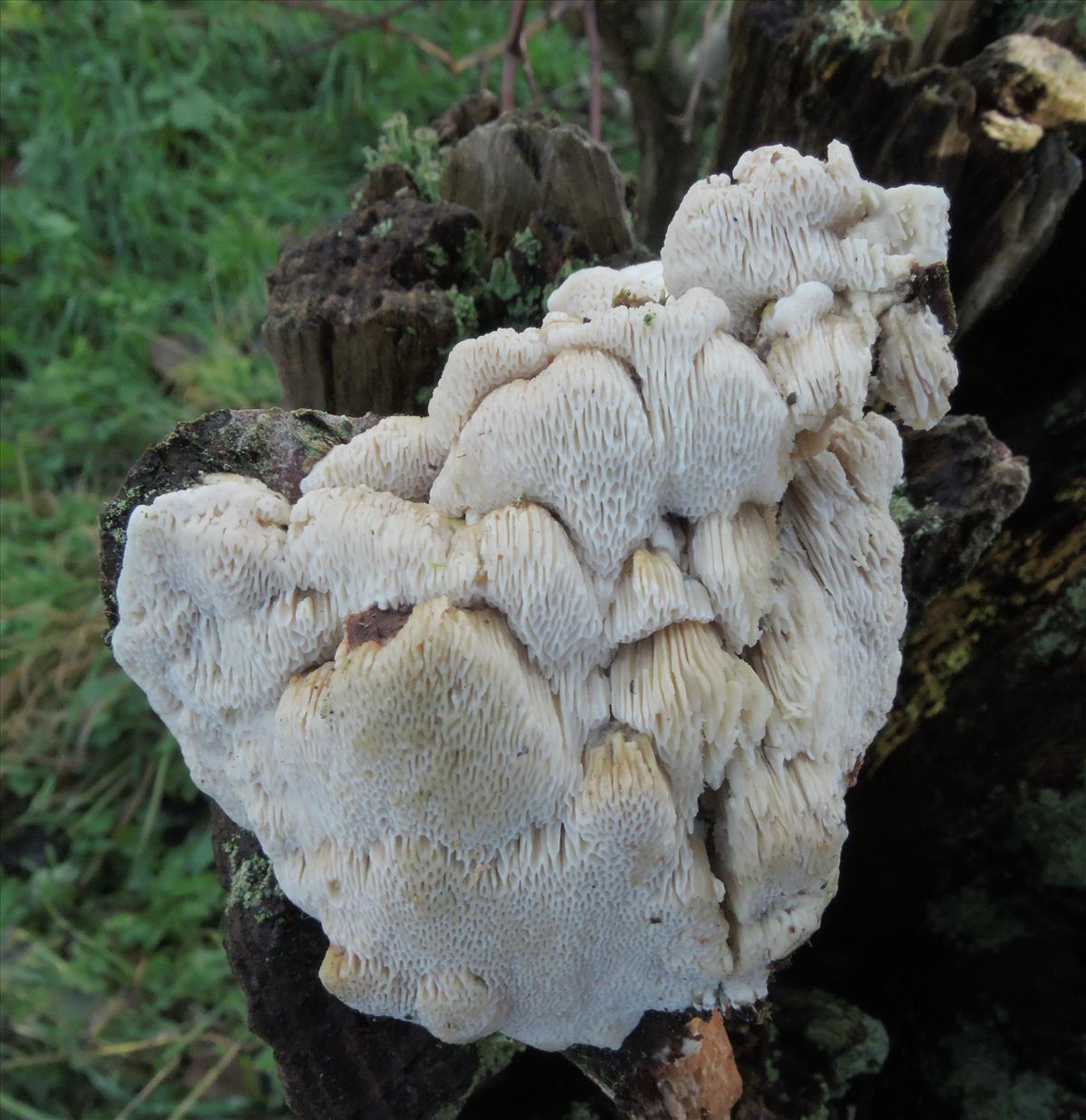 Antrodia renehenticii (door Eduard Osieck)