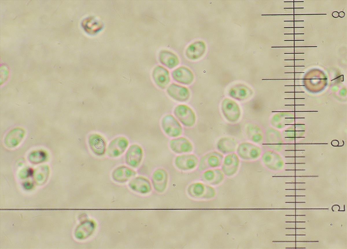 Antrodiella faginea (door Eduard Osieck)