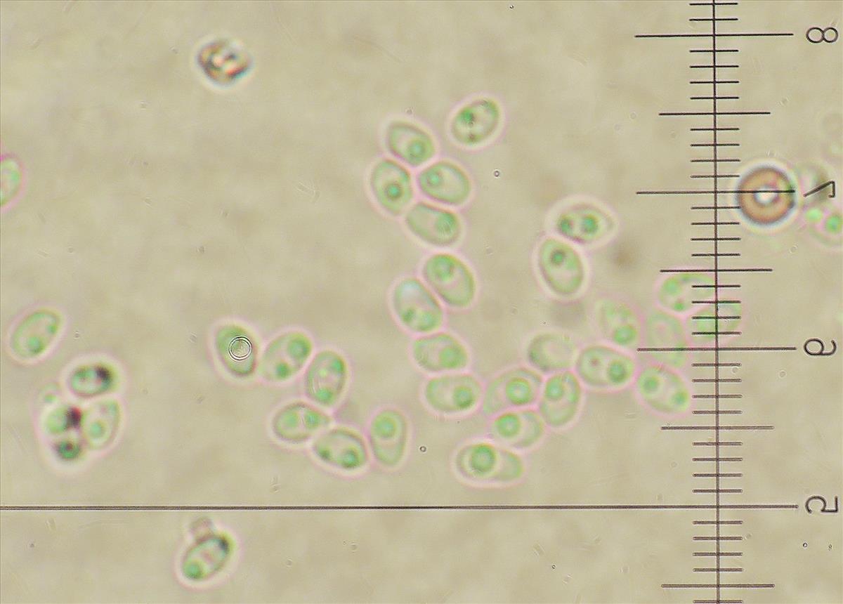 Antrodiella faginea (door Eduard Osieck)