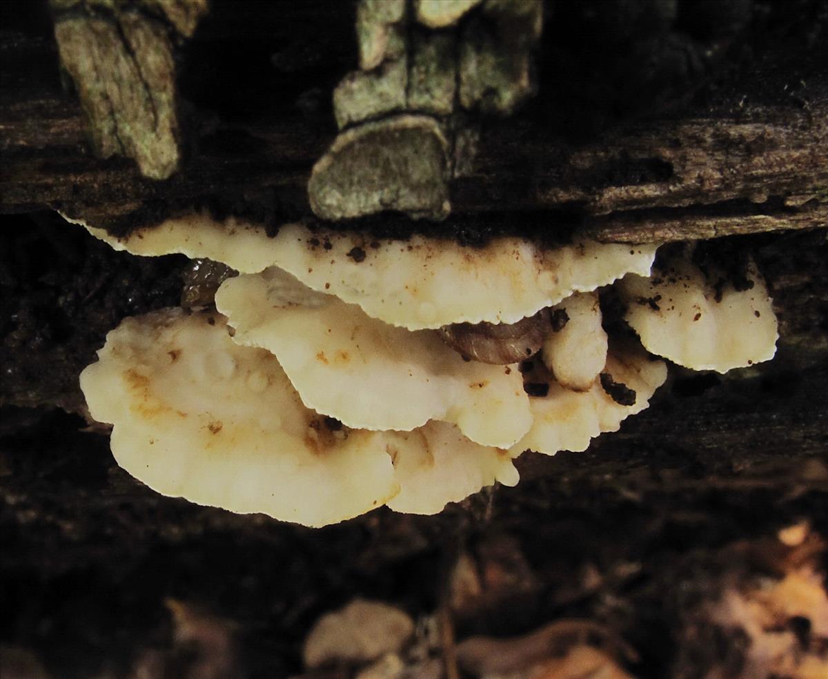 Antrodiella faginea (door Eduard Osieck)
