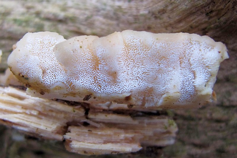 Antrodiella onychoides (door Marian Jagers)