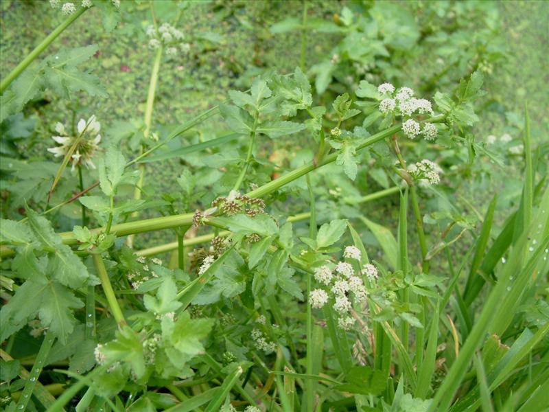 Helosciadium nodiflorum (door Adrie van Heerden)