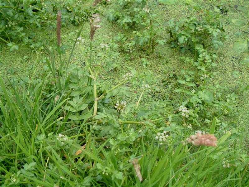 Helosciadium nodiflorum (door Adrie van Heerden)