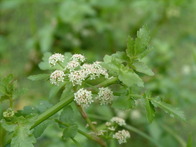 Helosciadium nodiflorum (door Adrie van Heerden)