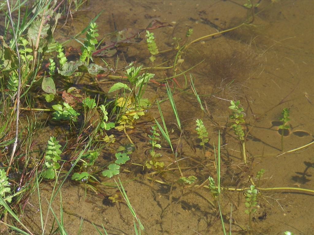 Helosciadium repens (door Pieter Stolwijk)