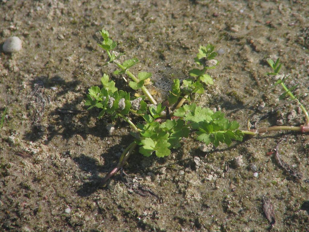 Helosciadium repens (door Pieter Stolwijk)