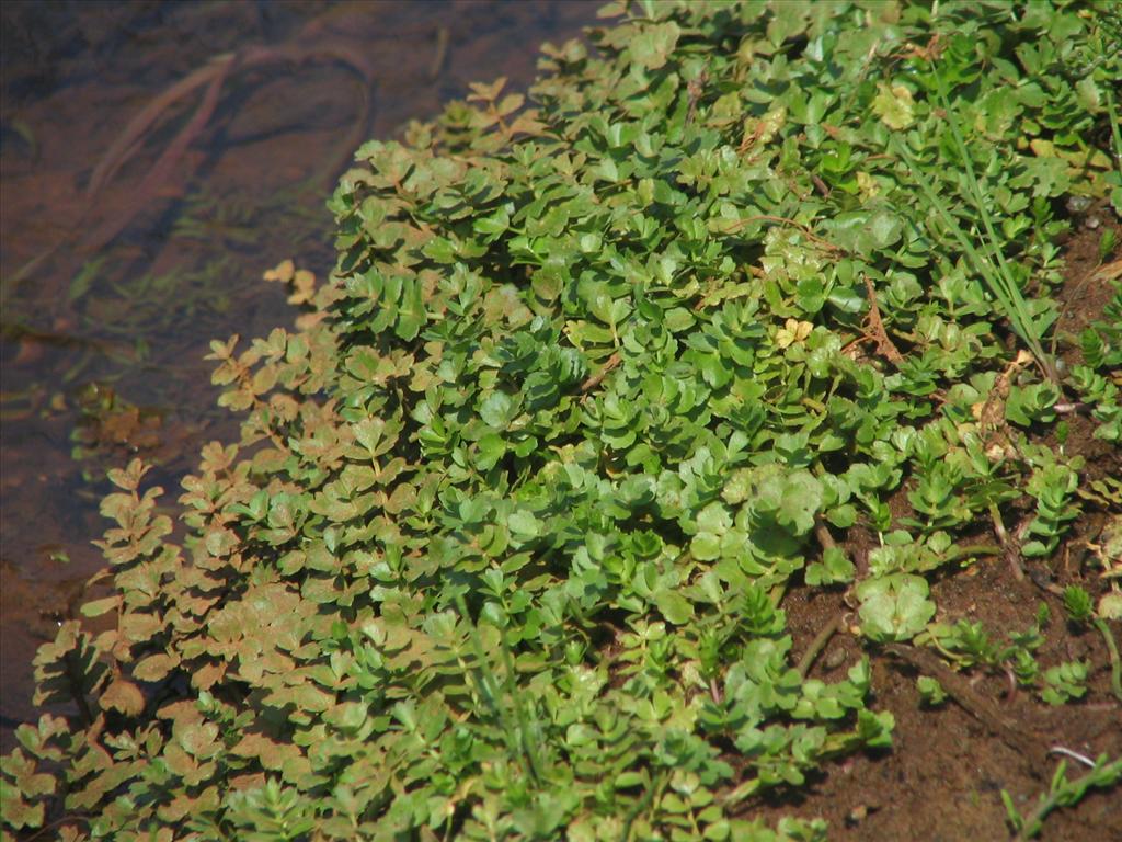 Helosciadium repens (door Pieter Stolwijk)