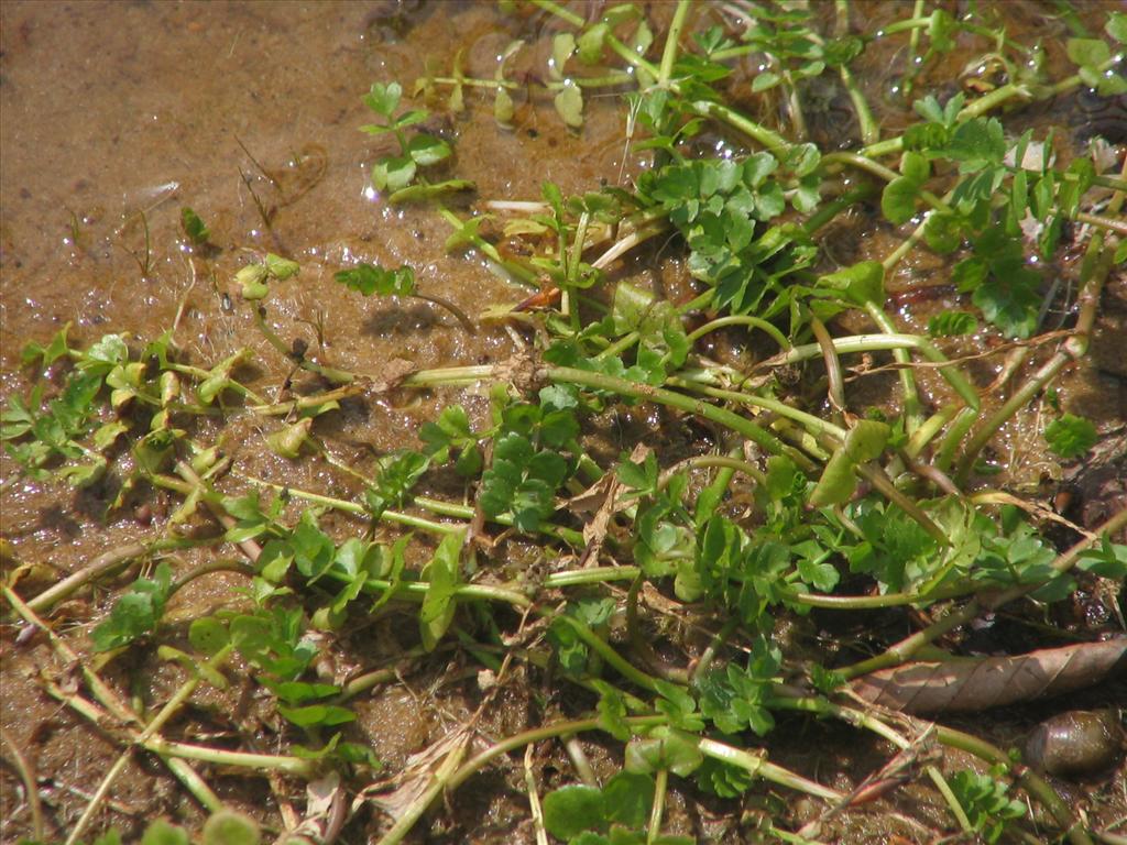 Helosciadium repens (door Pieter Stolwijk)