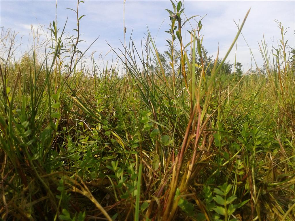 Helosciadium repens (door Edwin Dijkhuis)