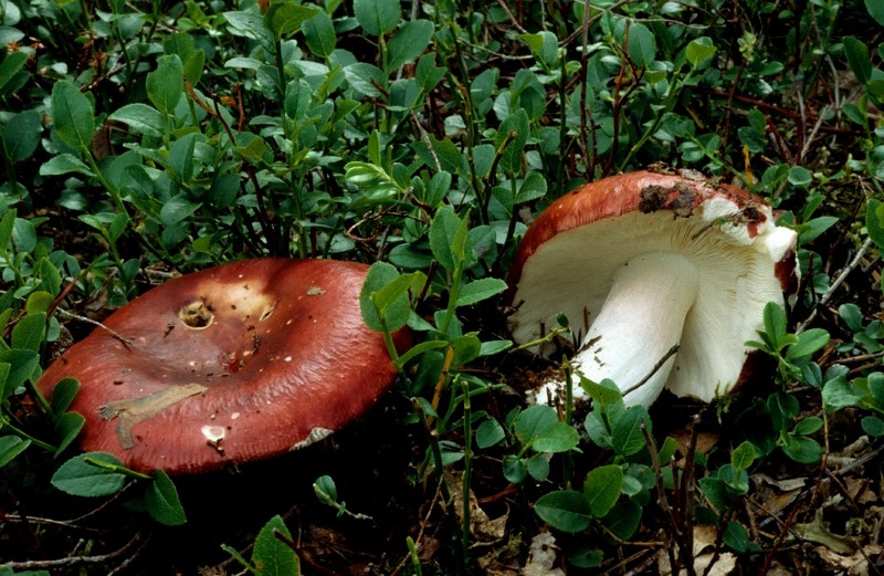 Russula paludosa (door Mirjam Veerkamp)