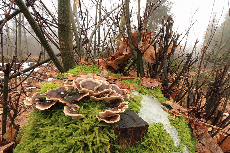 Trametes versicolor (door Aldert Gutter)