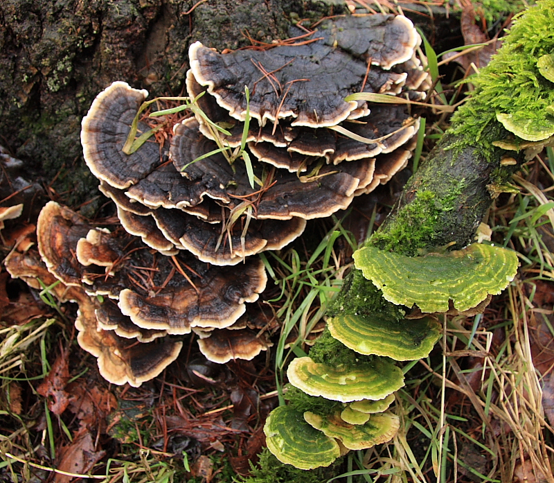 Trametes versicolor (door Aldert Gutter)