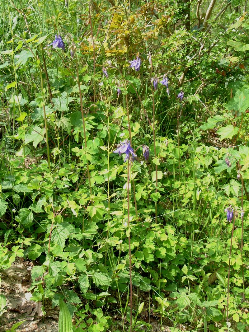 Aquilegia vulgaris (door Adrie van Heerden)