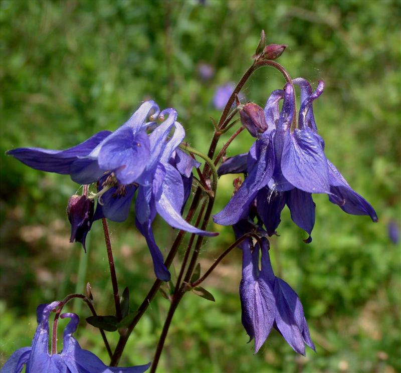 Aquilegia vulgaris (door Adrie van Heerden)