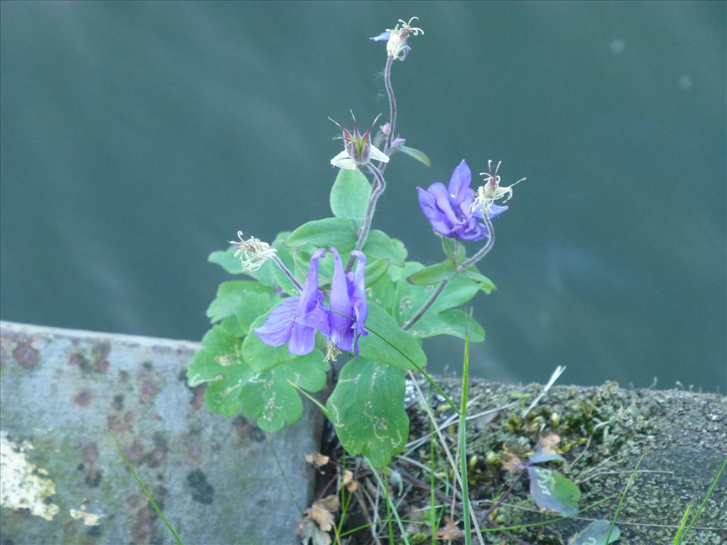 Aquilegia vulgaris cv. (door Claud Biemans)