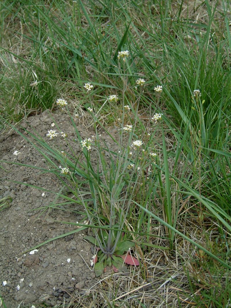 Arabidopsis thaliana (door Adrie van Heerden)