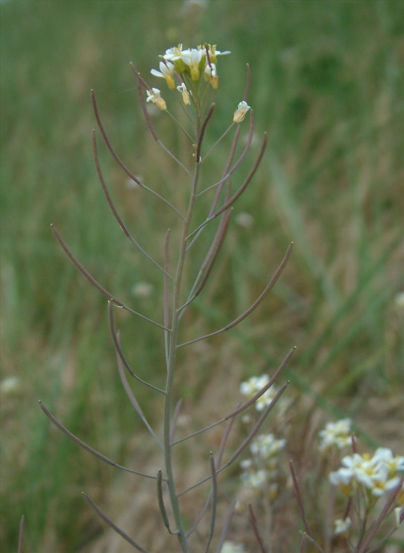 Arabidopsis thaliana (door Adrie van Heerden)