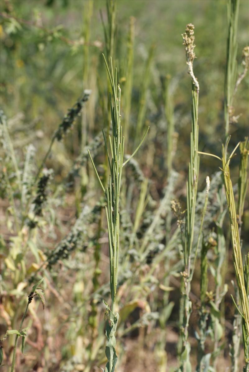 Turritis glabra (door Adrie van Heerden)