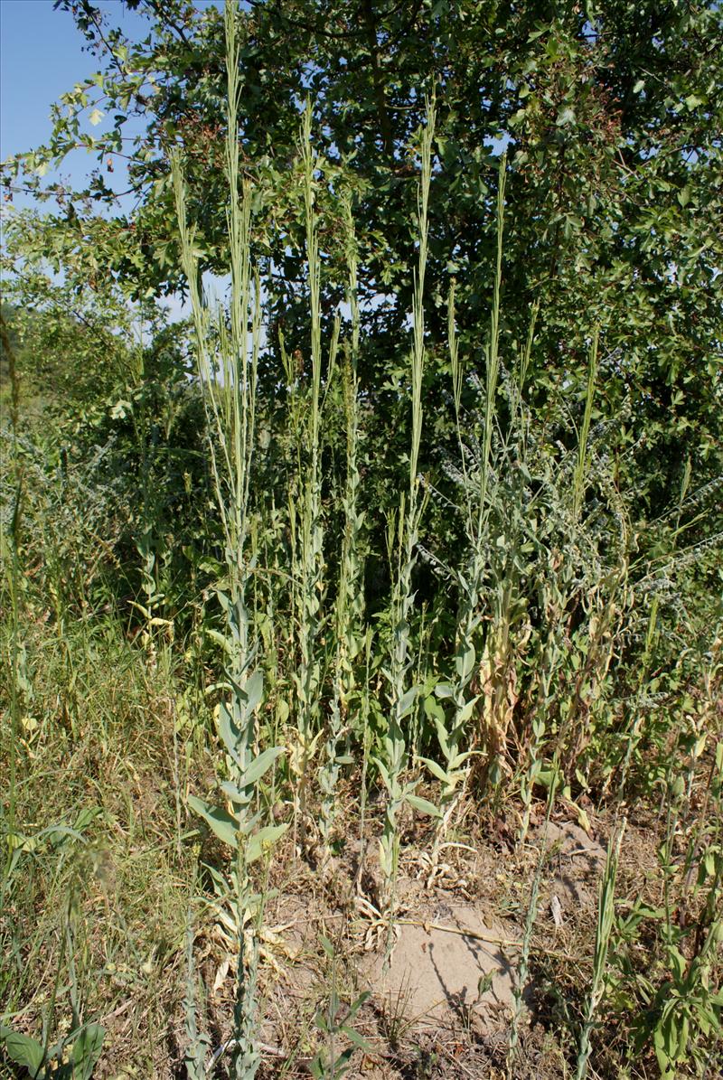 Turritis glabra (door Adrie van Heerden)