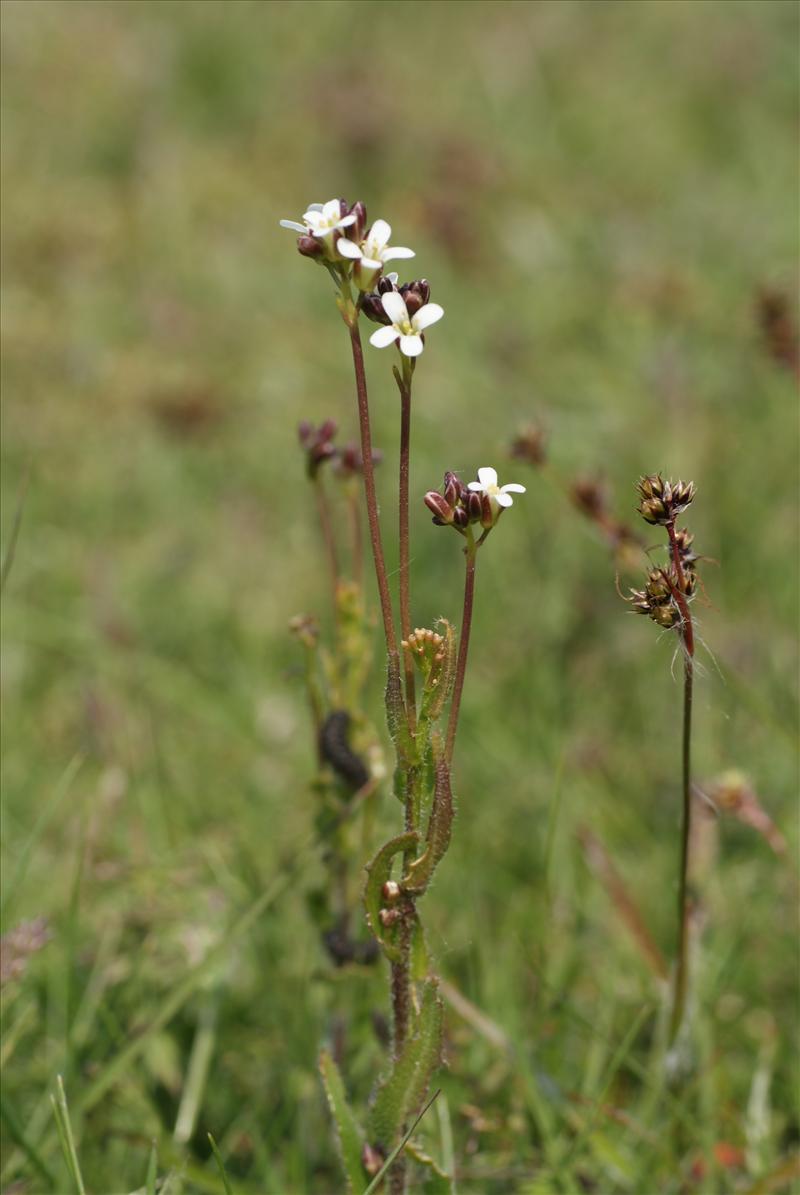 Arabis hirsuta subsp. hirsuta (door Adrie van Heerden)