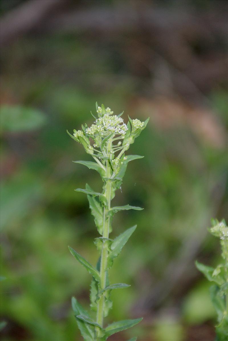 Arabis hirsuta subsp. sagittata (door Adrie van Heerden)