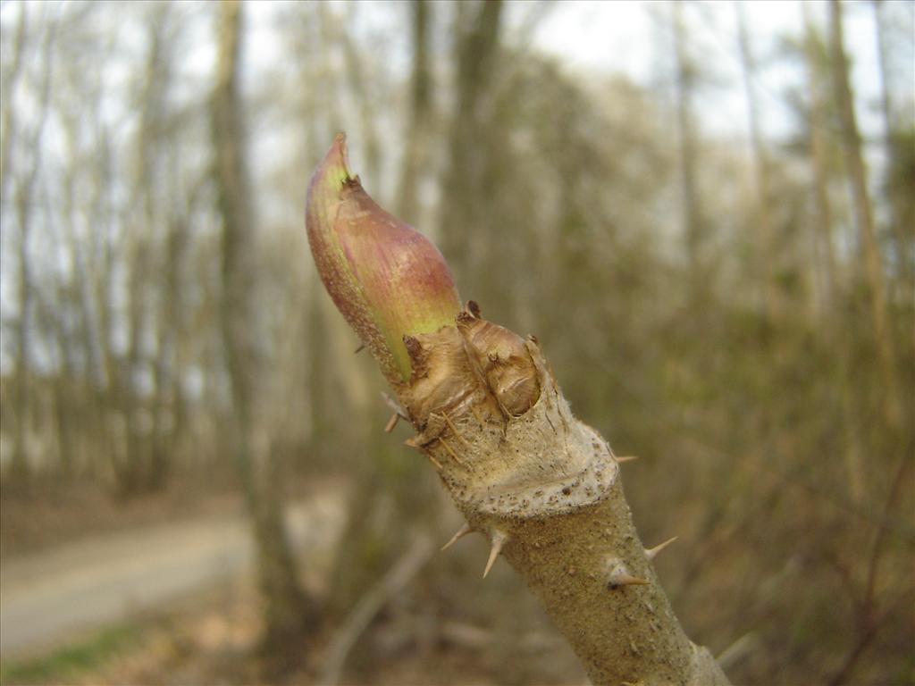 Aralia elata (door Ruud Beringen)