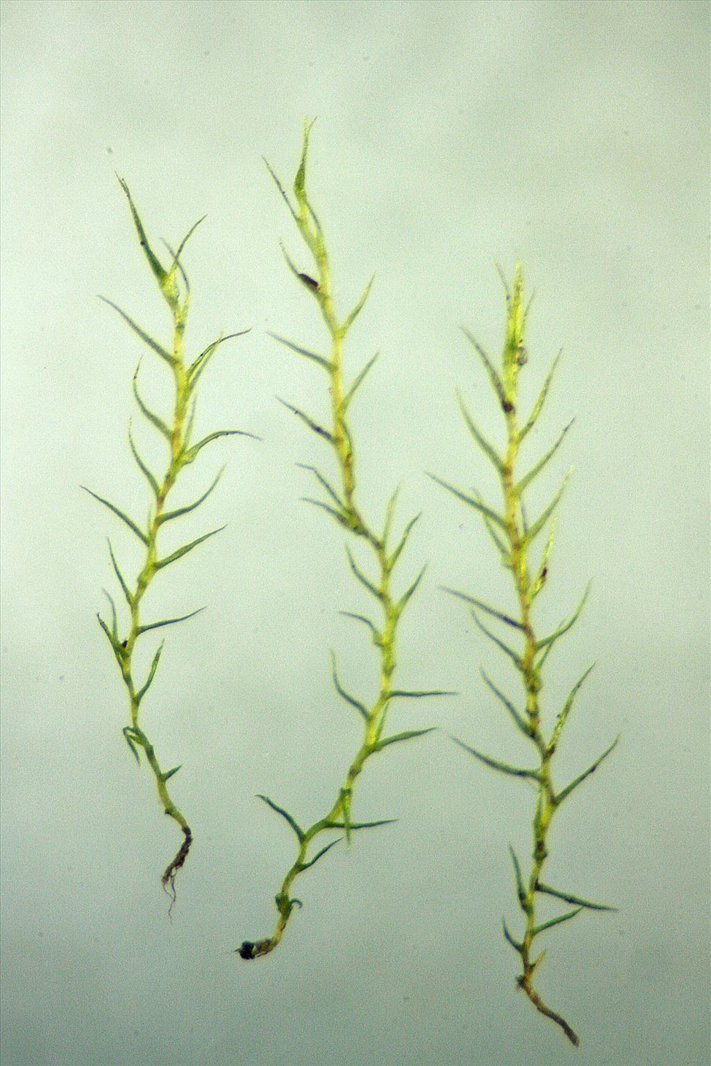 Archidium alternifolium (door Jan Kersten)