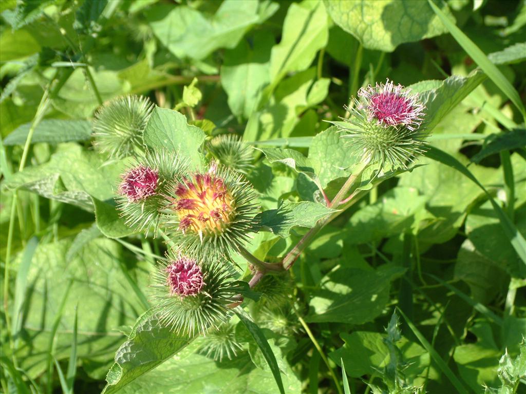 Arctium minus (door Adrie van Heerden)