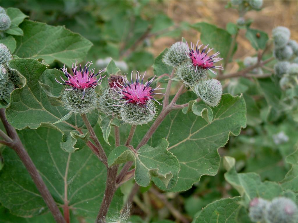 Arctium tomentosum (door Adrie van Heerden)