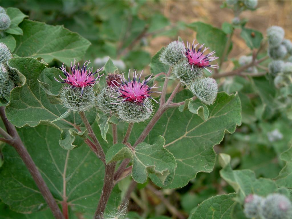 Arctium tomentosum (door Adrie van Heerden)