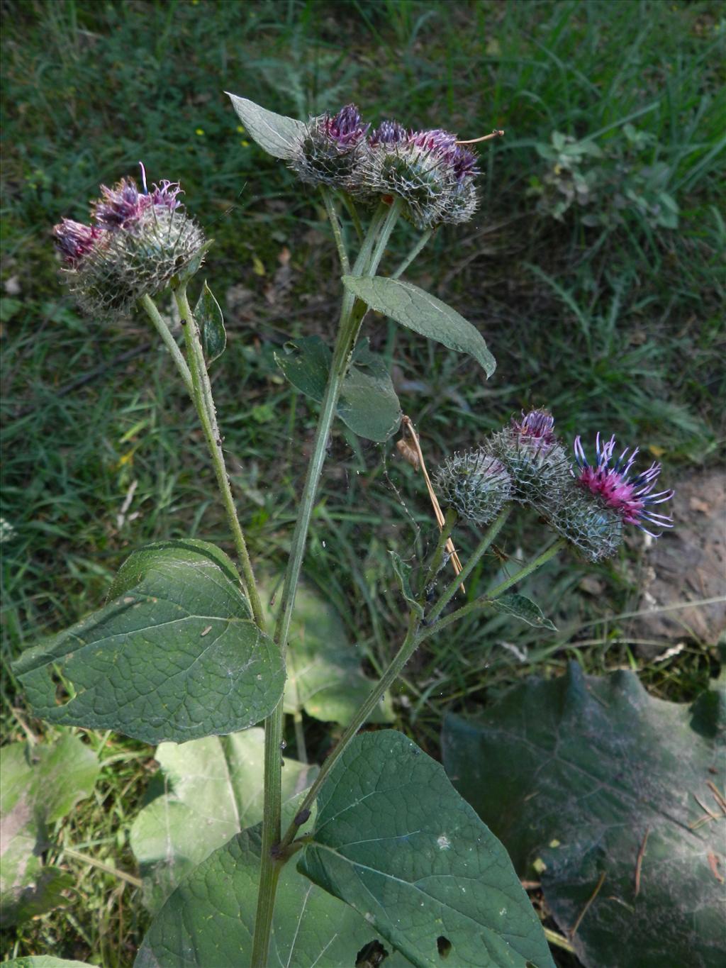 Arctium x mixtum (door Rutger Barendse)