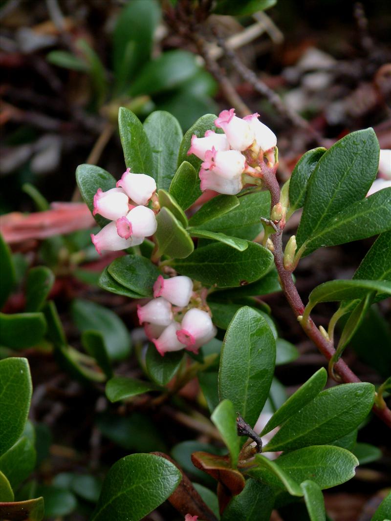 Arctostaphylos uva-ursi (door Adrie van Heerden)