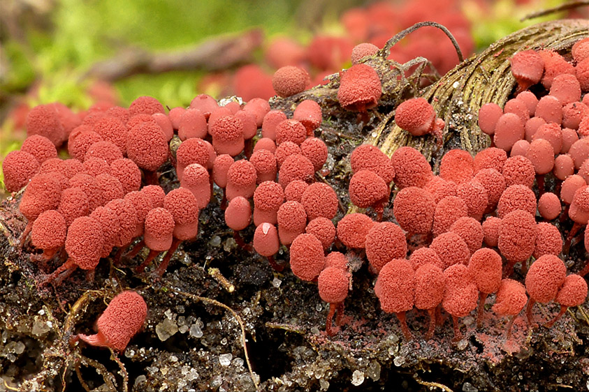 Arcyria denudata (door Henk Huijser)