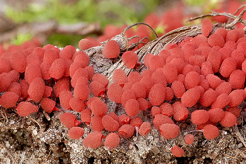 Arcyria denudata (door Henk Huijser)