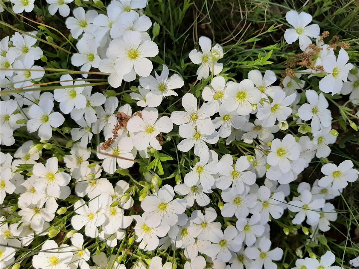 Arenaria montana (door Ruud Beringen)