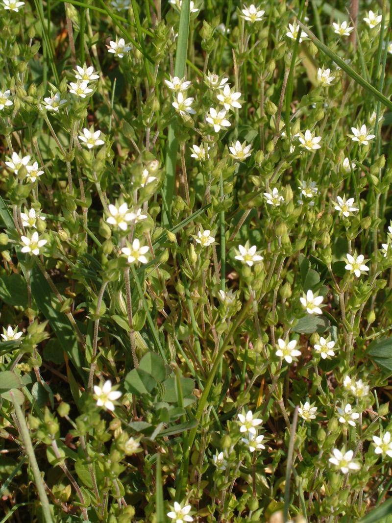 Arenaria serpyllifolia (door Adrie van Heerden)