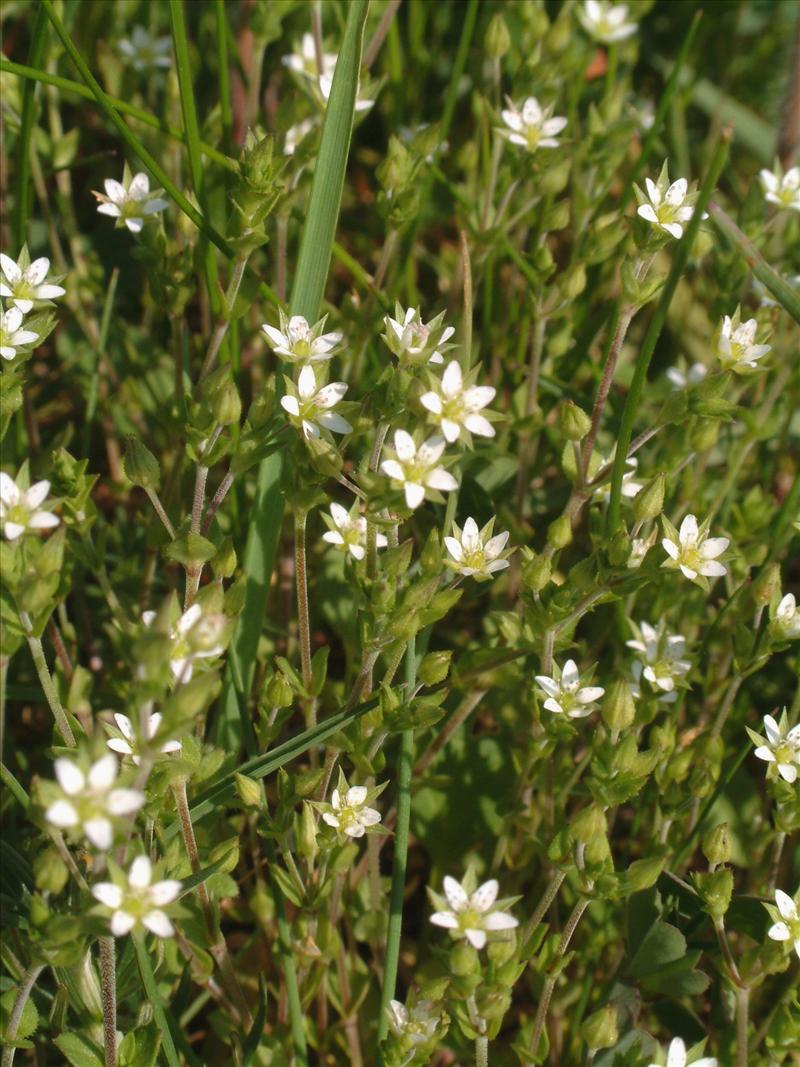 Arenaria serpyllifolia (door Adrie van Heerden)