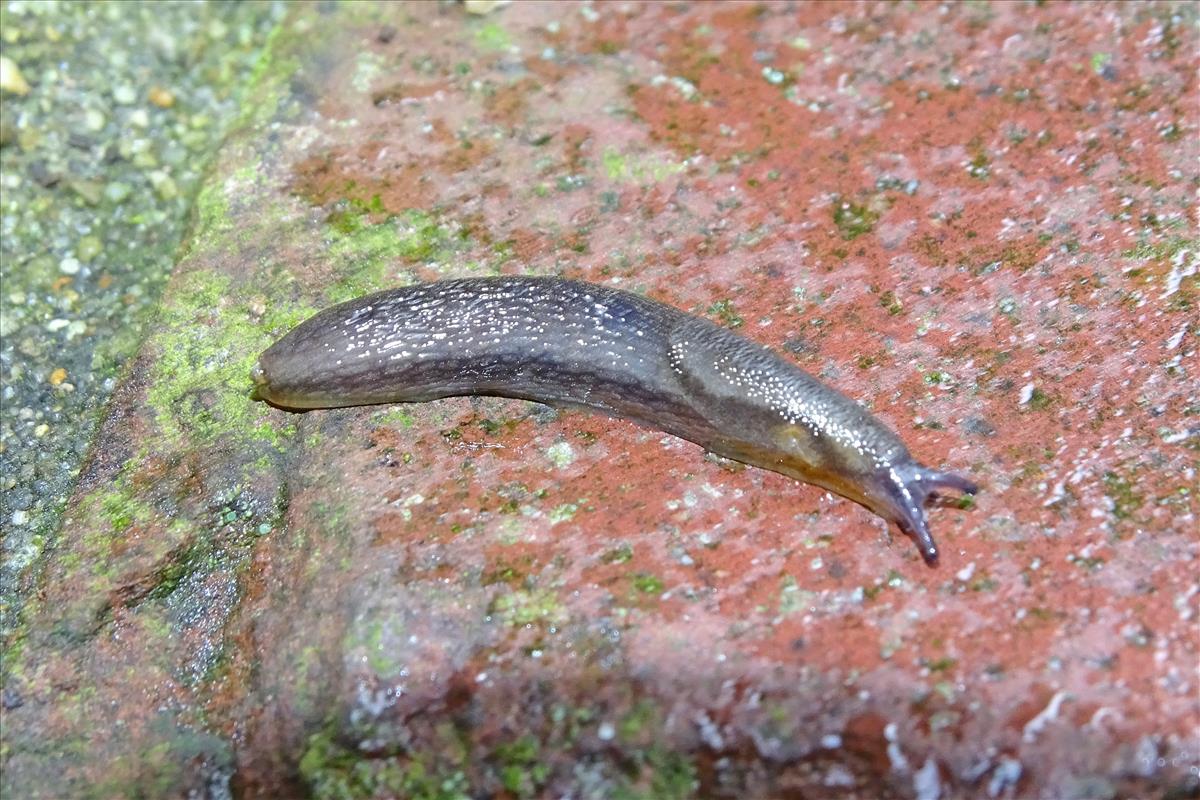 Arion distinctus (door Jan Kersten)