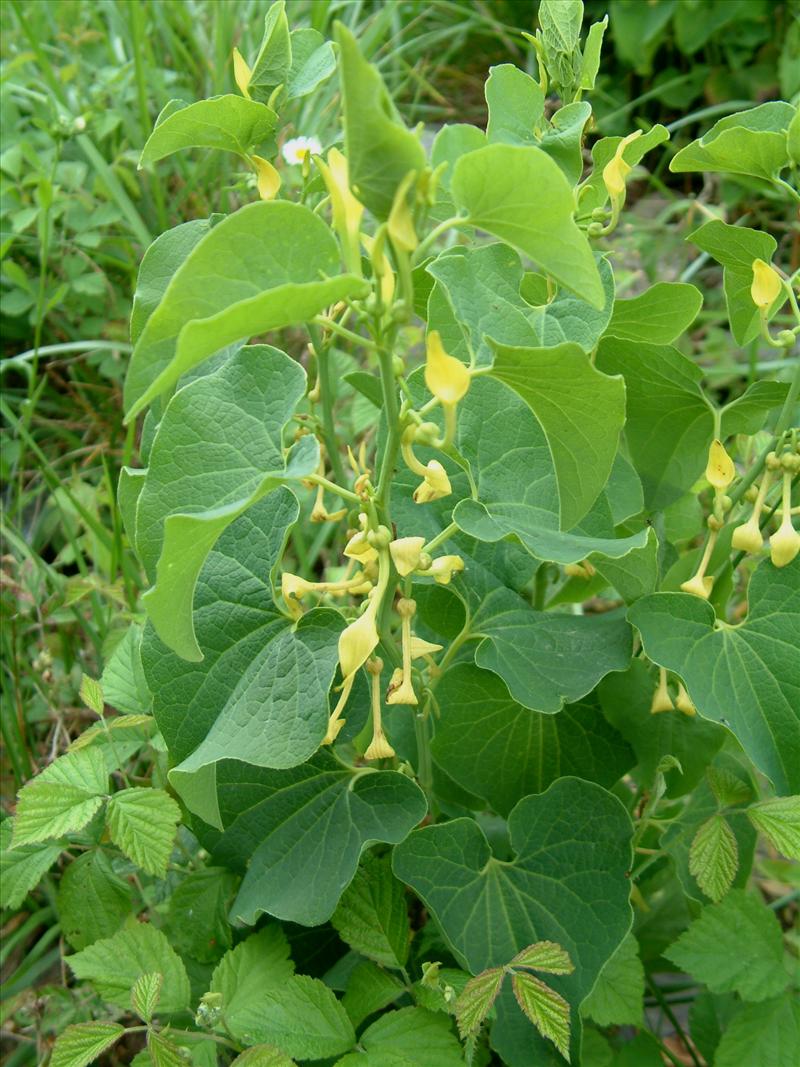 Aristolochia clematitis (door Adrie van Heerden)