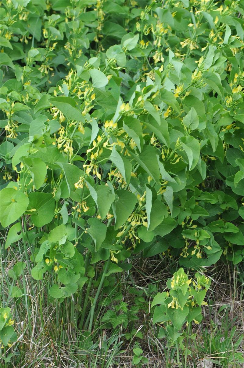 Aristolochia clematitis (door Hans Toetenel)