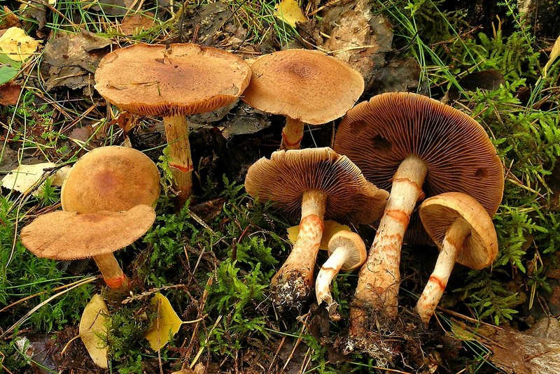 Cortinarius armillatus (door Henk Huijser)