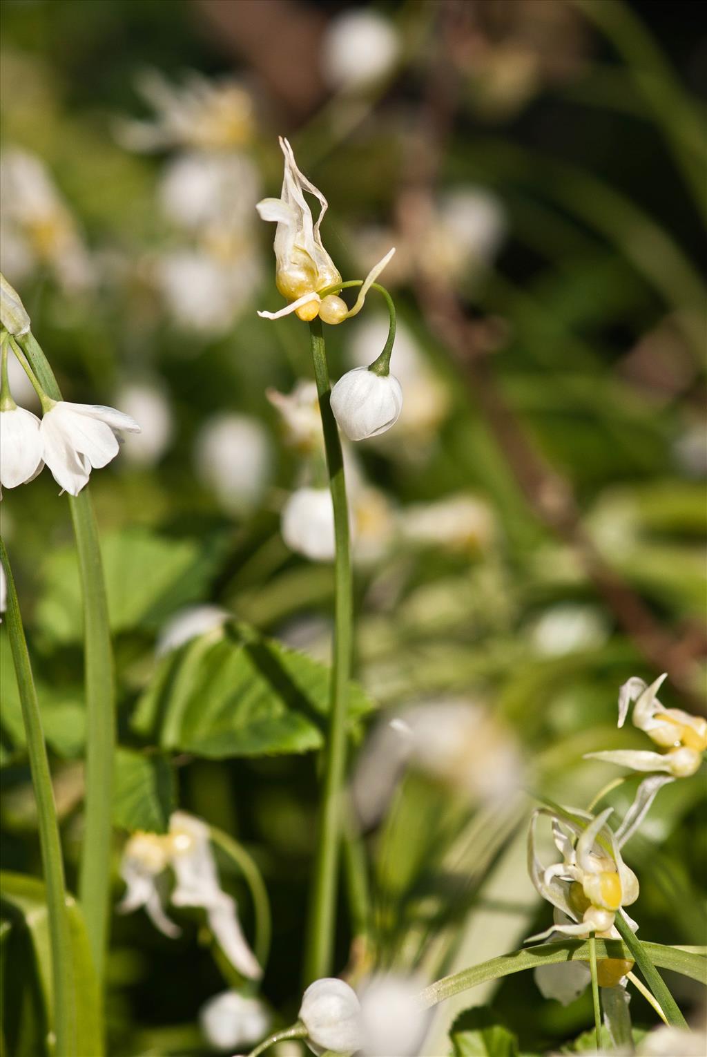 Allium paradoxum (door Cees van Roozendaal)